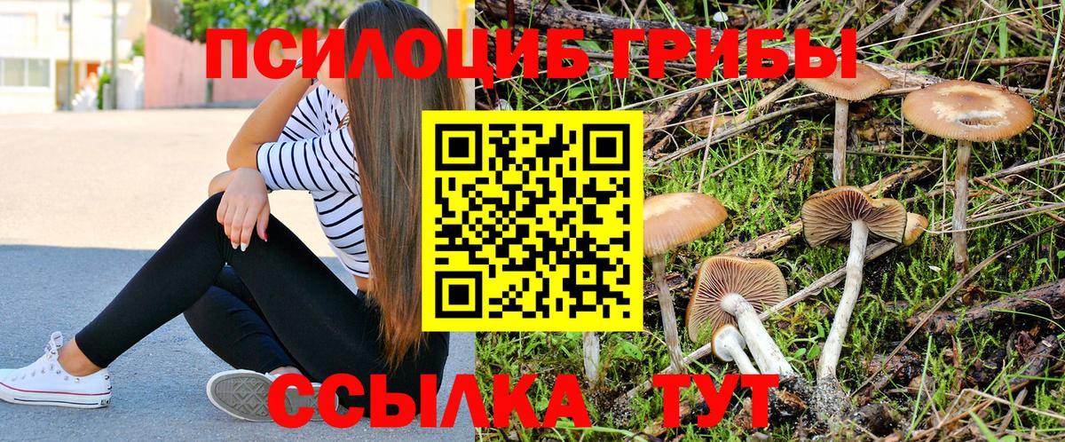 Псилоцибиновые грибы прущие грибы Горно-Алтайск